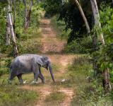 The Pineapple and the Pachyderm: How a Thai Community is Turning Conflict into Coexistence